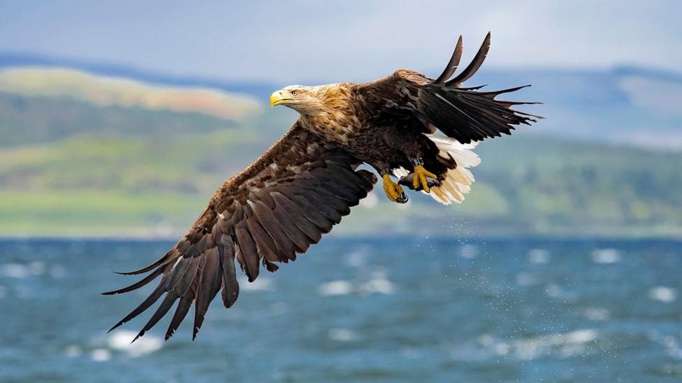 White-tailed eagles to be released in Exmoor despite farmer warnings