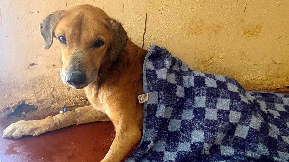 Dozens of dogs rescued and suspect arrested in Uganda after BBC investigation